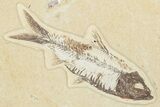 Multiple Detailed Fossil Fish (Knightia) Plate - Wyoming #245023-2